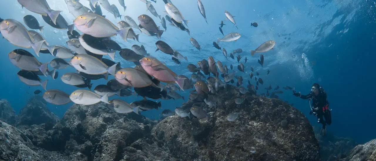 Menyelami Keindahan Bawah Laut Indonesia Lewat Wisata Selam