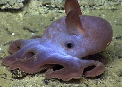 Hewan Dumbo Octopus, yang dikenal dengan nama ilmiahnya Grimpoteuthis, merupakan spesies gurita yang unik dan menarik.   Nama "Dumbo" berasal dari kemiripan gurita ini dengan karakter Dumbo