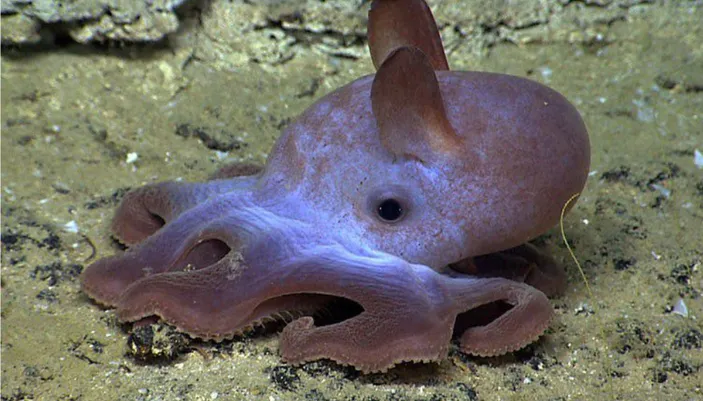 Hewan Dumbo Octopus, yang dikenal dengan nama ilmiahnya Grimpoteuthis, merupakan spesies gurita yang unik dan menarik.   Nama "Dumbo" berasal dari kemiripan gurita ini dengan karakter Dumbo