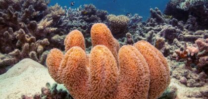 Aktivis Lingkungan Hidup Sebut Kapal Pesiar Berkontribusi pada Perusakan Great Barrier Reef