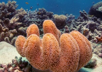 Aktivis Lingkungan Hidup Sebut Kapal Pesiar Berkontribusi pada Perusakan Great Barrier Reef