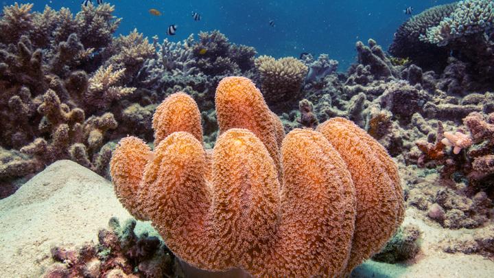 Aktivis Lingkungan Hidup Sebut Kapal Pesiar Berkontribusi pada Perusakan Great Barrier Reef